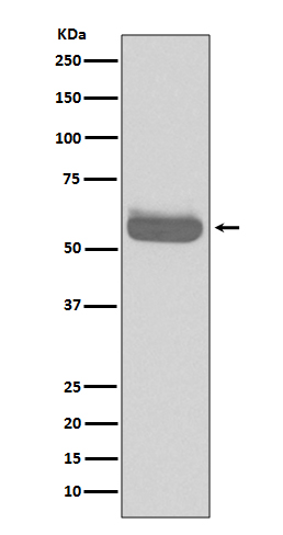 Occludin Rabbit mAb