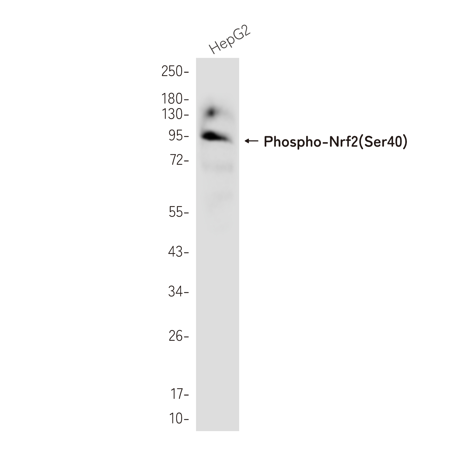 Phospho-Nrf2 (Ser40) Rabbit mAb