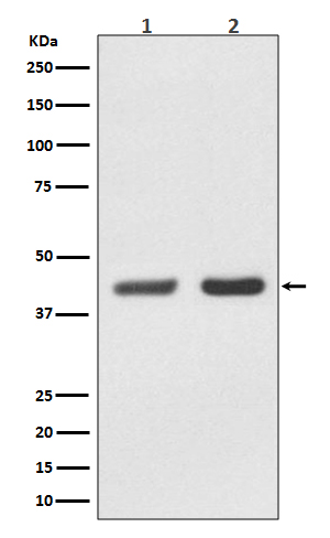 BMI1 Rabbit mAb