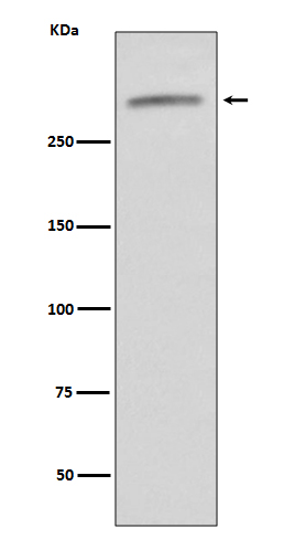 von Willebrand Factor Rabbit mAb