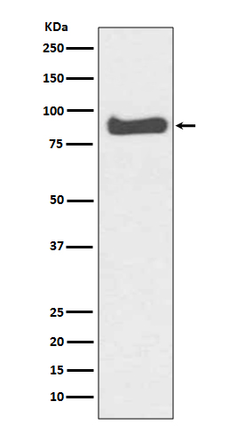 Mitofusin 1 Rabbit mAb