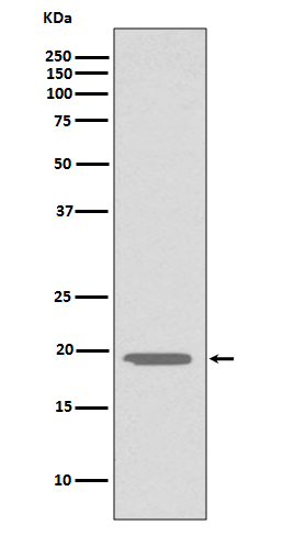 Glucagon Rabbit mAb