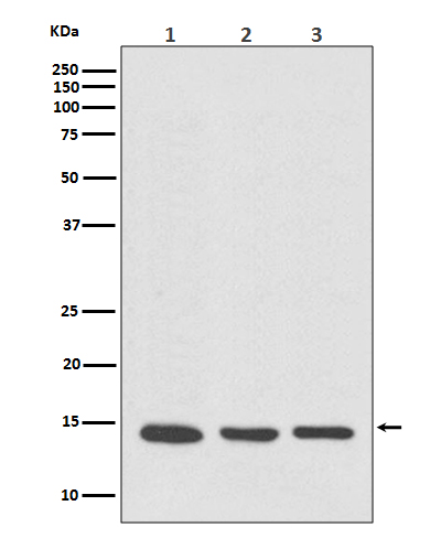 VAMP8 Rabbit mAb