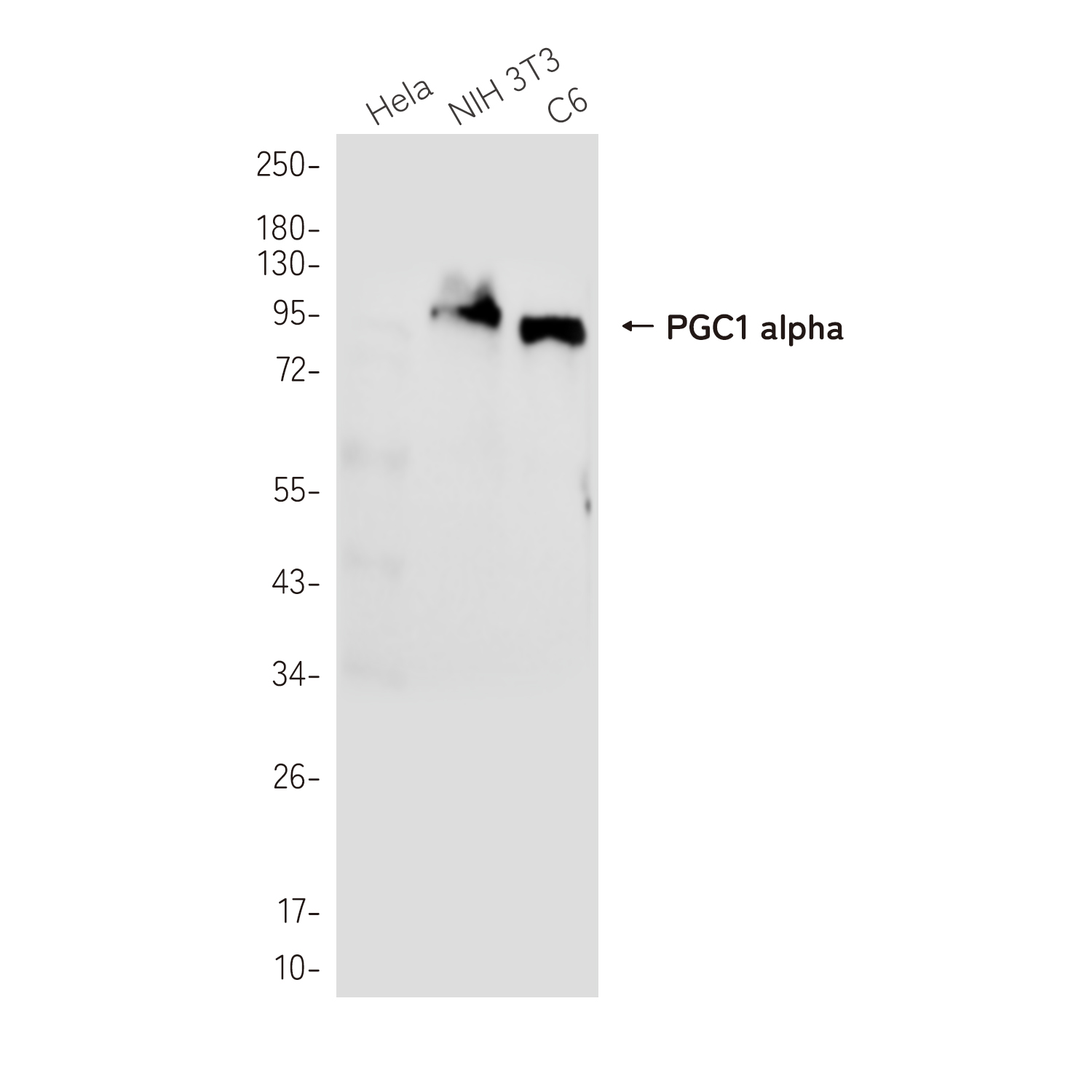 PGC1 alpha Rabbit mAb