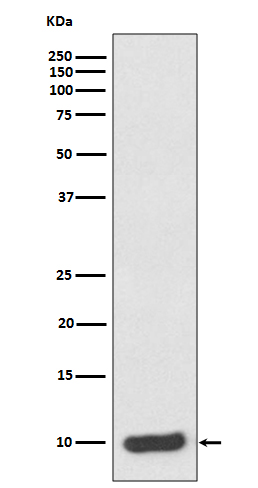 S100 alpha6 Rabbit mAb