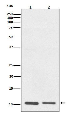 S100A10 Rabbit mAb