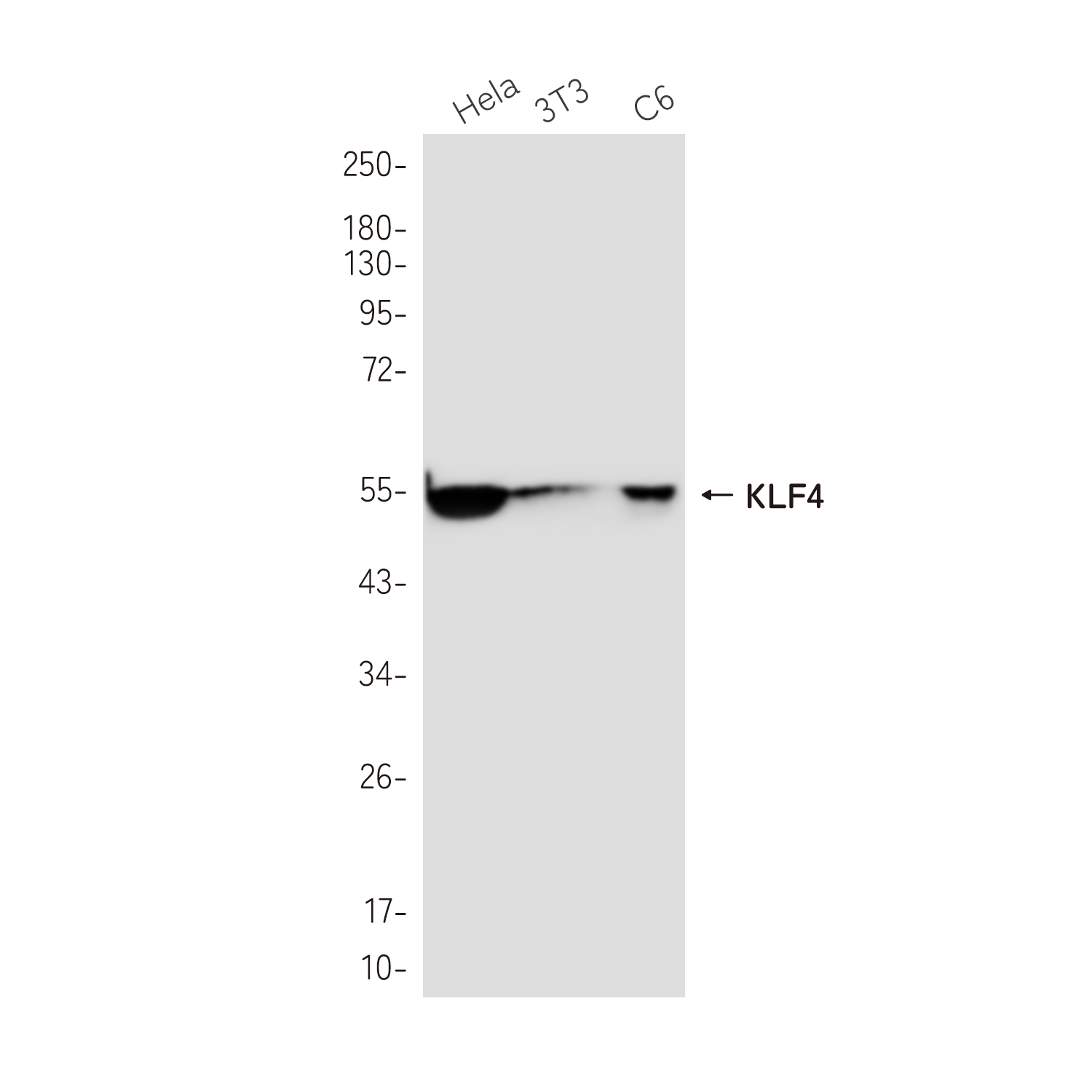 KLF4 Rabbit mAb