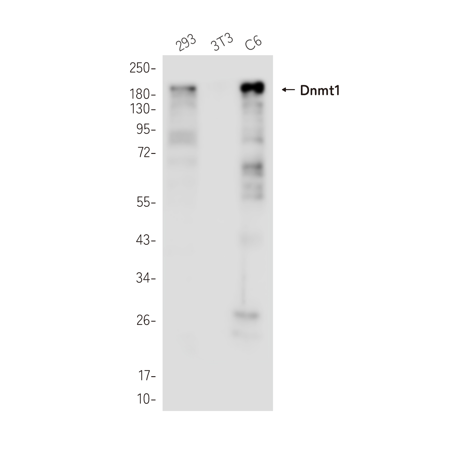 Dnmt1 Rabbit mAb