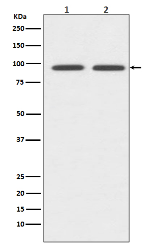 CD19 Rabbit mAb