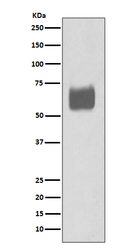 CD80 Rabbit mAb