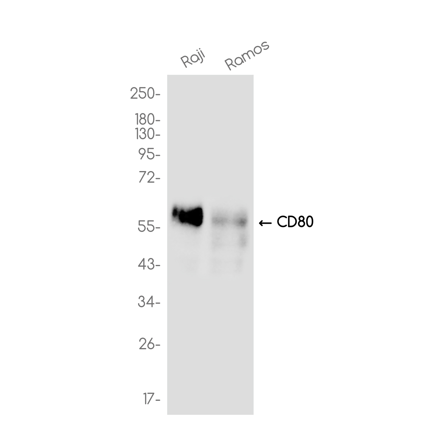 CD80 Rabbit mAb