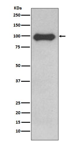 CD19 Rabbit mAb