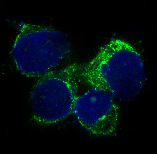 CD90 Rabbit mAb