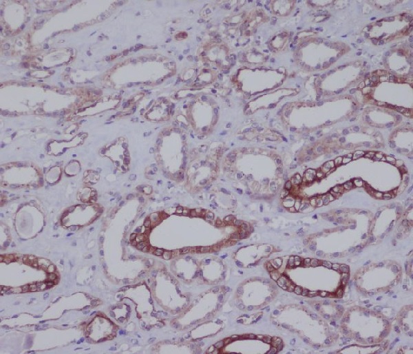 CD90 Rabbit mAb