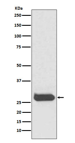 CD90 Rabbit mAb