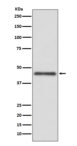 HLA G Rabbit mAb