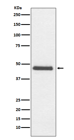 CNPase Rabbit mAb