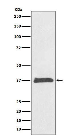 BMP2 Rabbit mAb