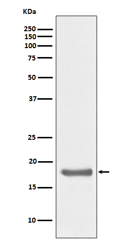 IL-10 Rabbit mAb