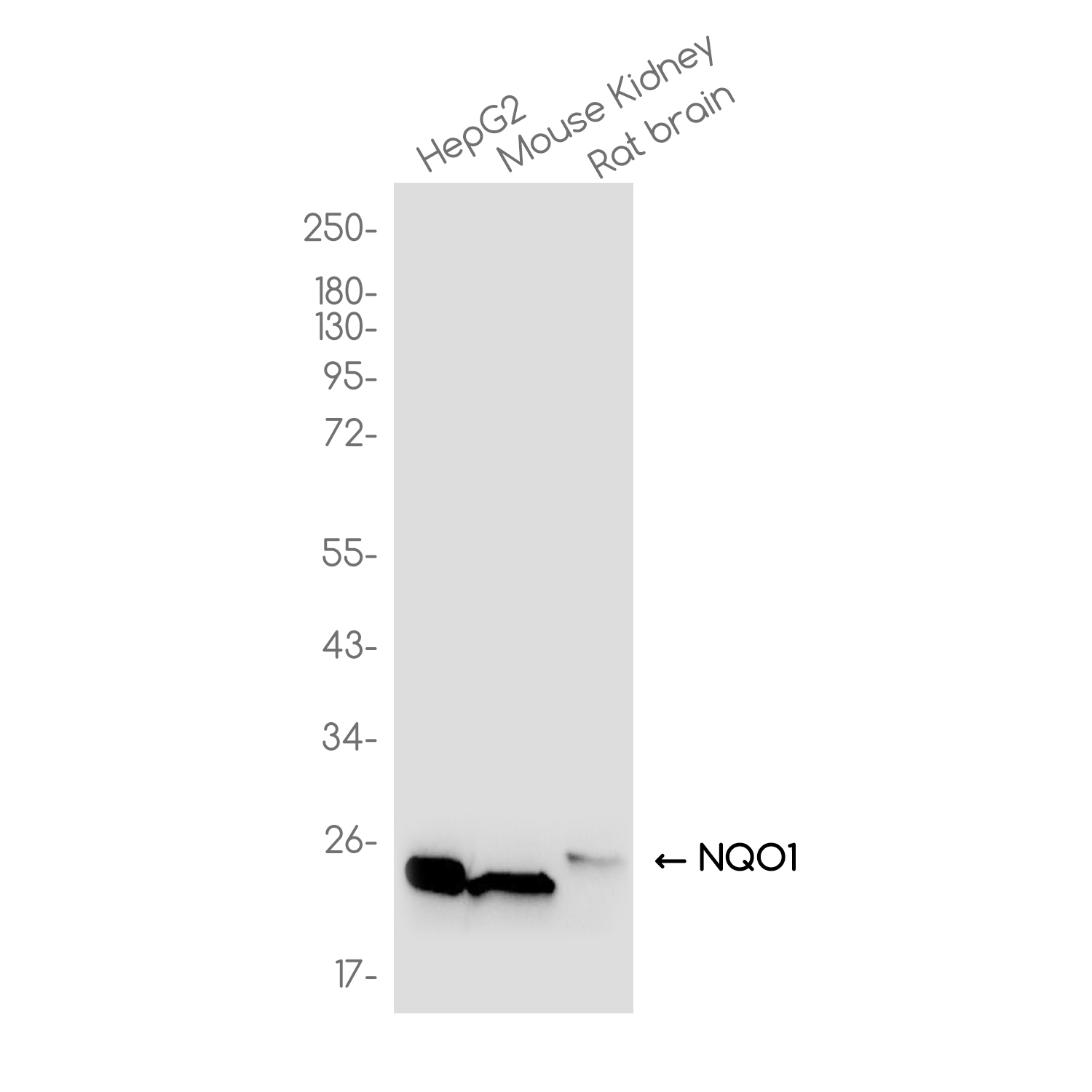 NQO1 Rabbit mAb