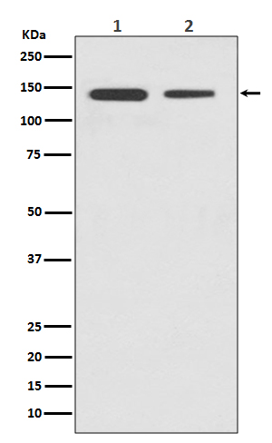 CTCF Rabbit mAb