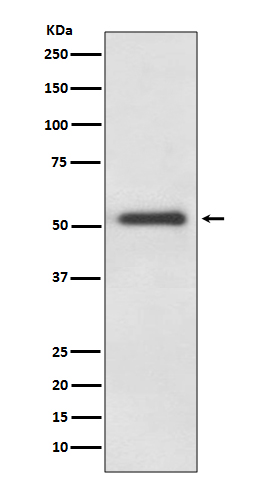 FOXA2 Rabbit mAb