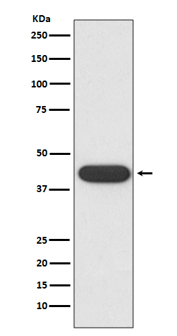 CD32 Rabbit mAb