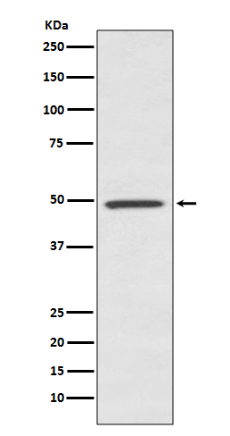 BMP7 Rabbit mAb