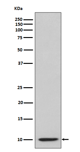 IP10 Rabbit mAb