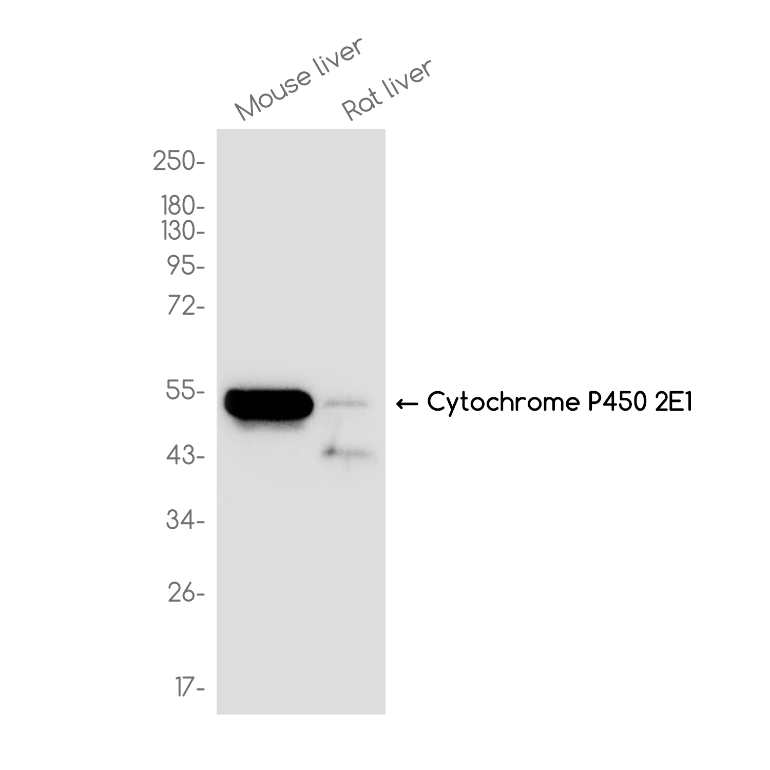 Cytochrome P450 2E1 Rabbit mAb