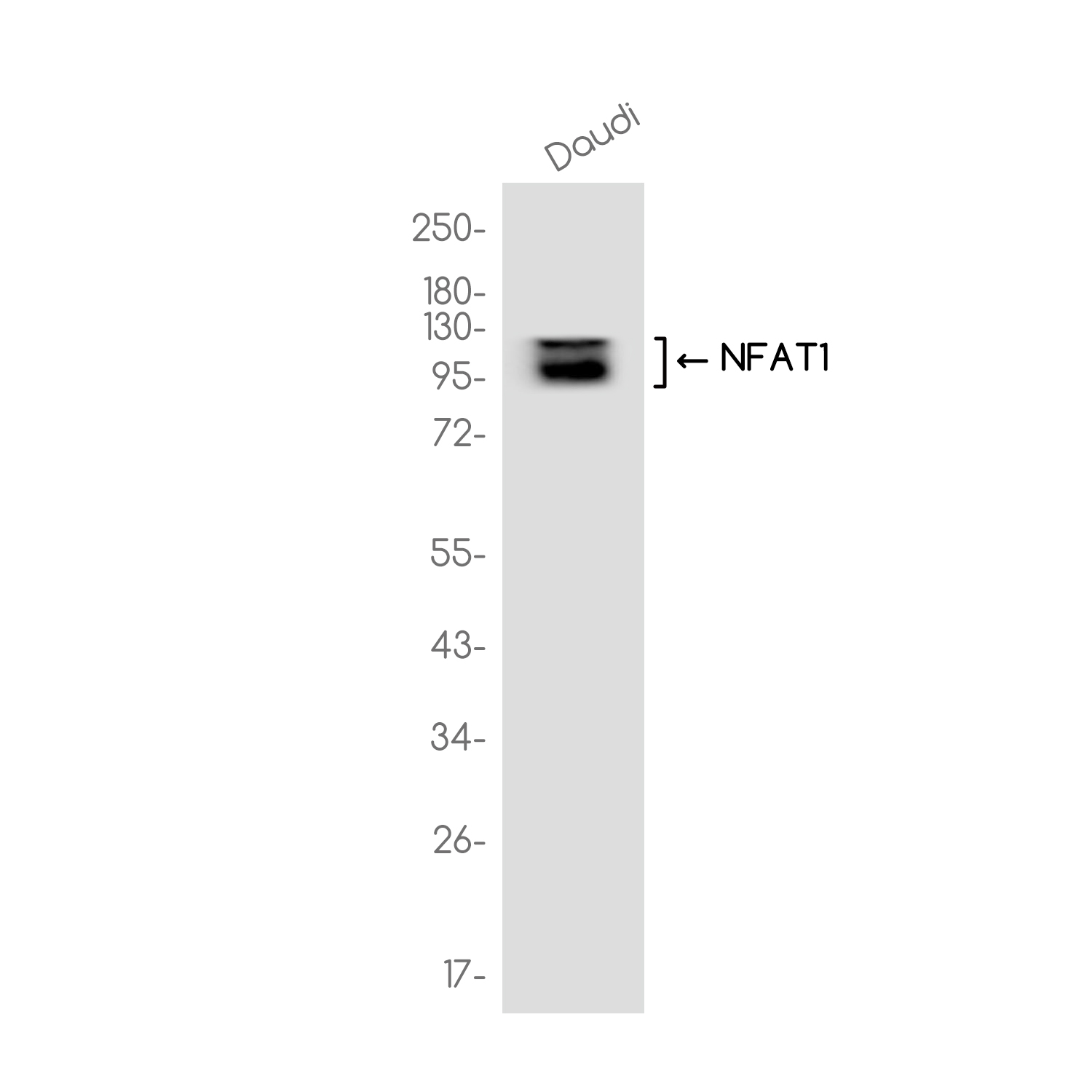 NFAT1 Rabbit mAb