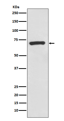 CD73 Rabbit mAb