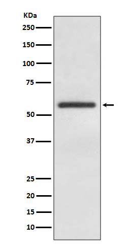 GATA4 Rabbit mAb