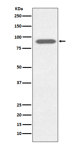 Lactoferrin Rabbit mAb