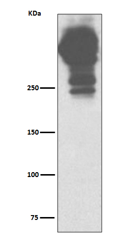 Mucin 5AC Rabbit mAb