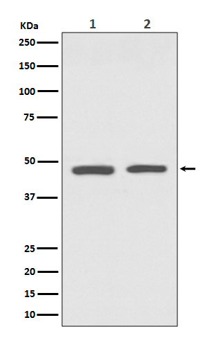 GATA3 Rabbit mAb