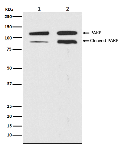 PARP1 Rabbit mAb