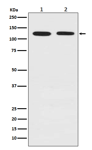 Drebrin Rabbit mAb