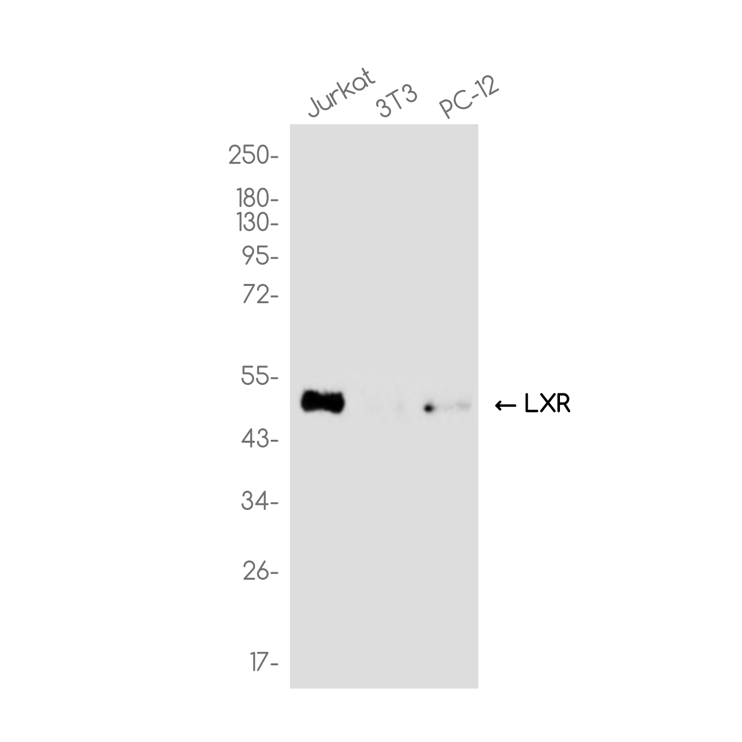 LXR alpha Rabbit mAb