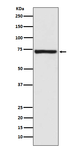 Calpain 1 Rabbit mAb