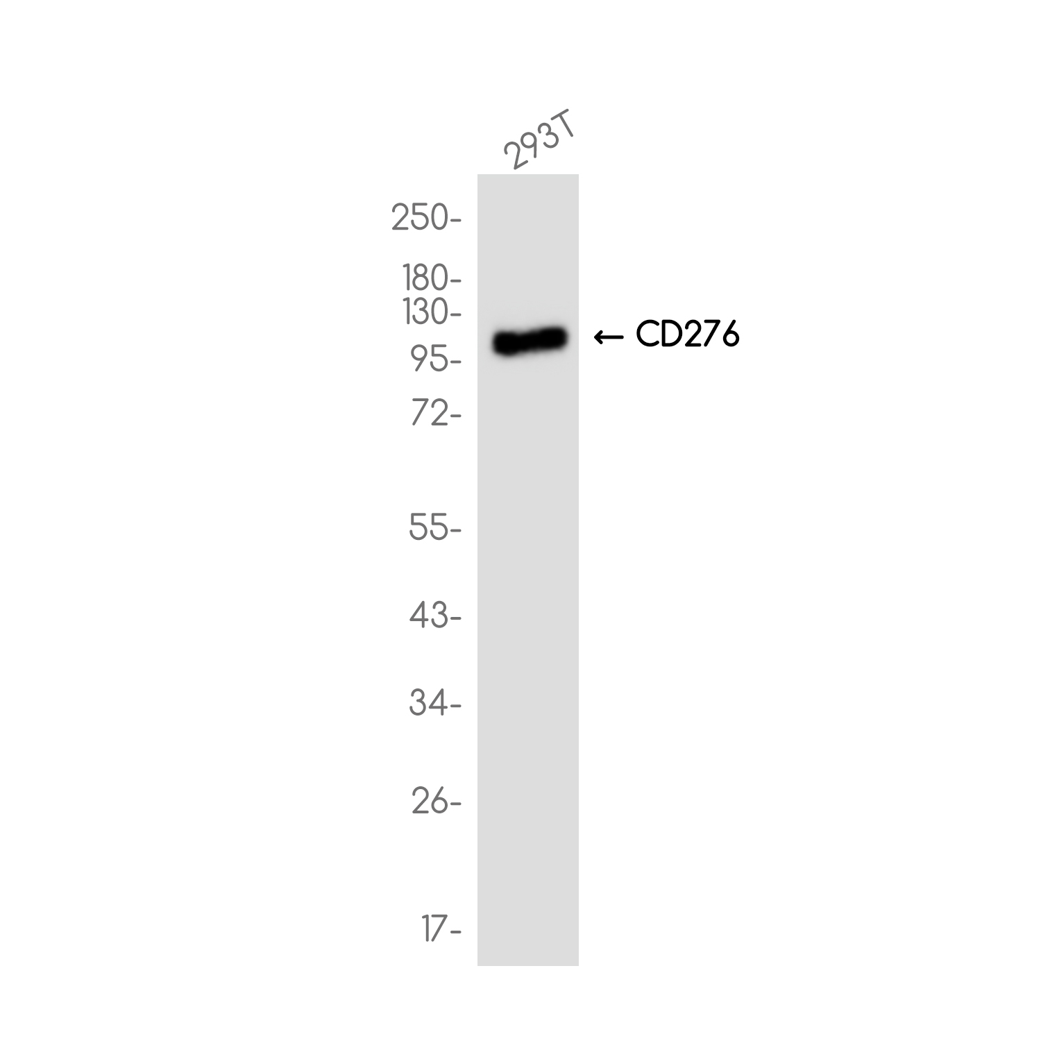 CD276 Rabbit mAb