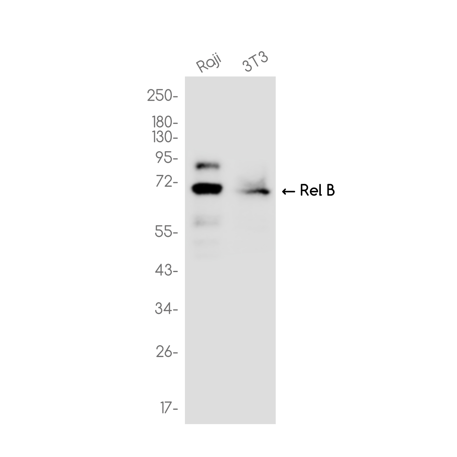 Rel B Rabbit mAb