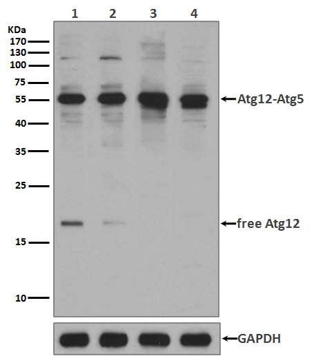 ATG12 Rabbit mAb