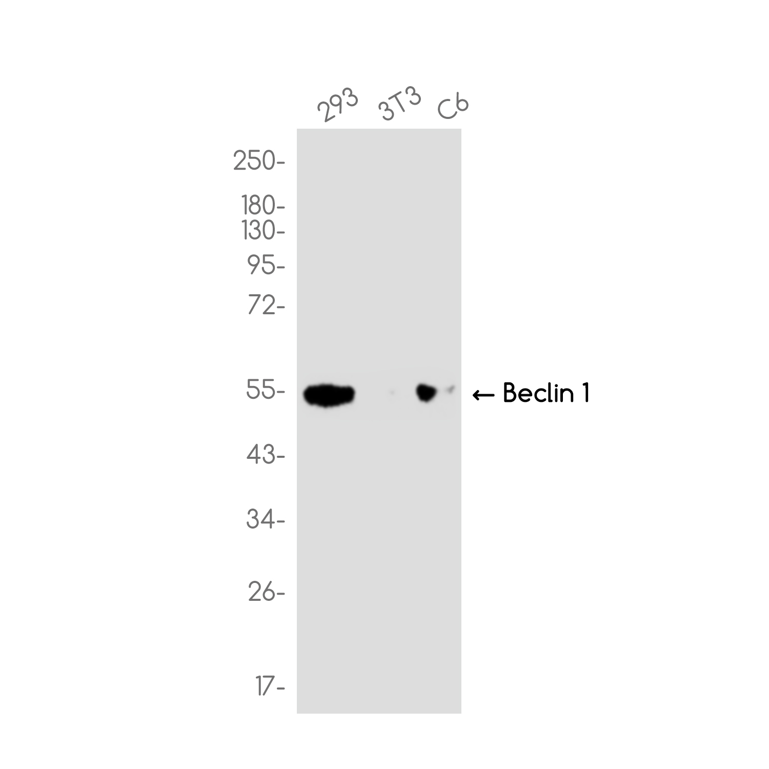 Beclin 1 Rabbit mAb