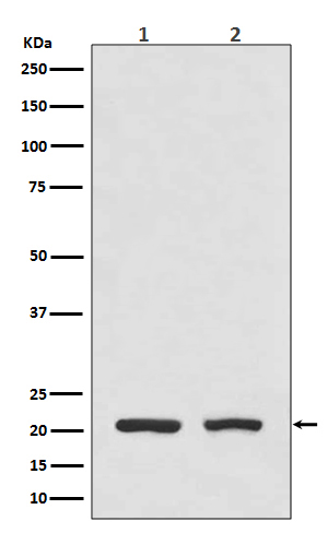 DHFR Rabbit mAb