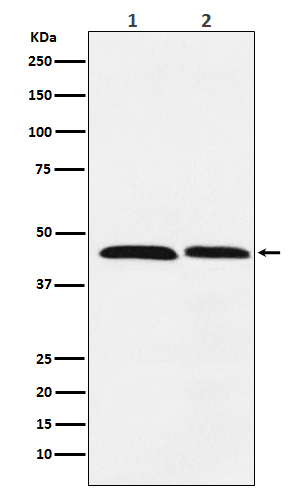 FEN1 Rabbit mAb