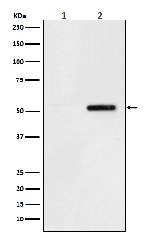 Phospho-Tau (Ser324) Rabbit mAb