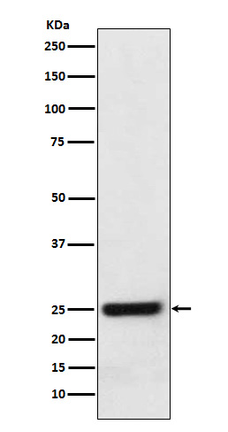 ERAB Rabbit mAb