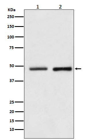 Reptin Rabbit mAb