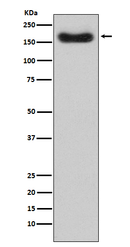 Factor H Rabbit mAb